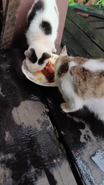 Koty Domowe Karmione Domowym Jedzeniem — Wideo stockowe
