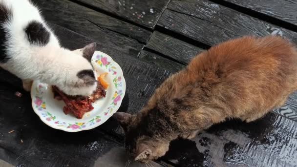 Hauskatzen Werden Mit Selbst Gekochtem Futter Gefüttert — Stockvideo
