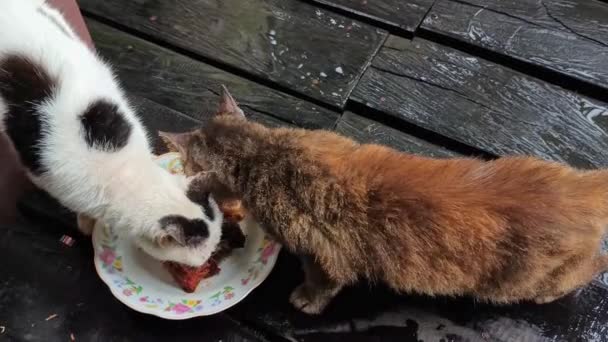 Házi Macskákat Házi Készítésű Ételekkel Etetik — Stock videók