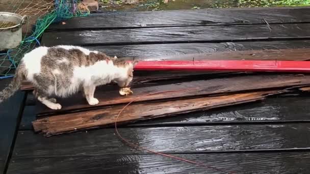 Kucing Rumahan Diberi Makan Masakan Rumahan — Stok Video