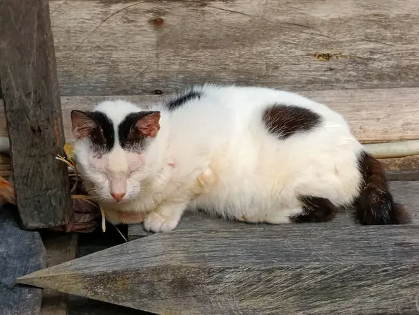 Siyah benekli beyaz kedi, tembel ve uykulu.