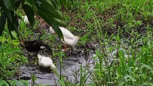 Patos Nadam Tomam Banho Água Pântano — Vídeo de Stock