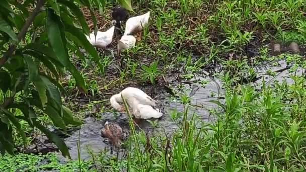 Patos Nadam Tomam Banho Água Pântano — Vídeo de Stock