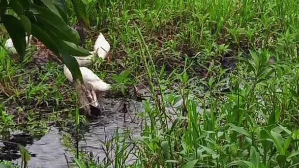 Ördekler Bataklık Suyunda Yüzer Yıkanır — Stok video
