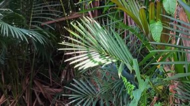 Sago yaprakları rüzgarda sallanıyor