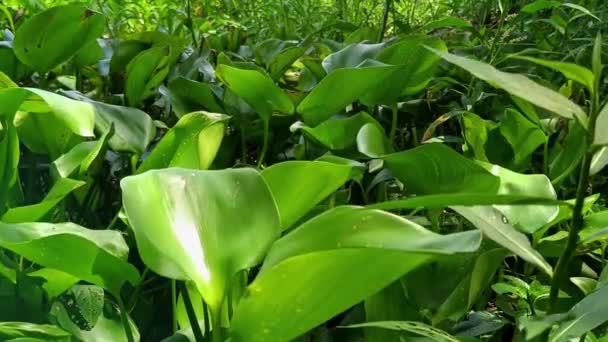 Water Hyacinth Grows Wild Swamp Breeze Blows — Stock Video