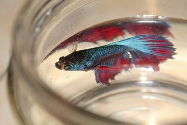 Cam kavanozda güzel yüzgeçleri olan mavi betta balığı.
