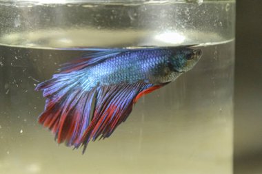 Cam kavanozda güzel yüzgeçleri olan mavi betta balığı.