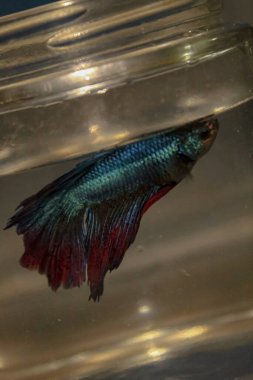 Cam kavanozda güzel yüzgeçleri olan mavi betta balığı.