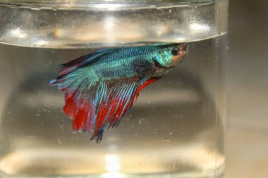 Cam kavanozda güzel yüzgeçleri olan mavi betta balığı.