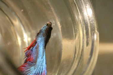 Cam kavanozda güzel yüzgeçleri olan mavi betta balığı.