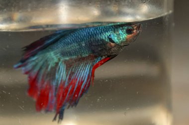Cam kavanozda güzel yüzgeçleri olan mavi betta balığı.