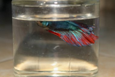 Cam kavanozda güzel yüzgeçleri olan mavi betta balığı.