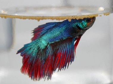 Cam kavanozda güzel yüzgeçleri olan mavi betta balığı.