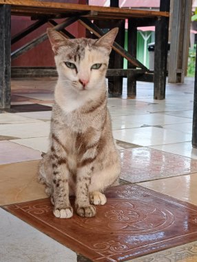 Sokak kedisi görünümlü bir ev kedisi.