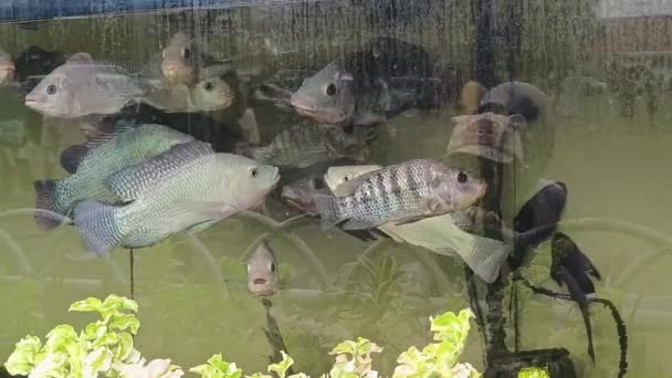 Banjarbaru Indonesien Mai 2024 Fische Glasaquarium Auf Dem Rathausplatz — Stockvideo