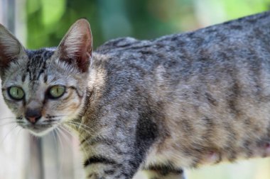 Bir ev kedisi çitin içinden geçti.