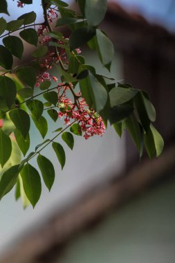 Yıldız meyvesi çiçekleri ve yapraklar, bulanık arkaplan