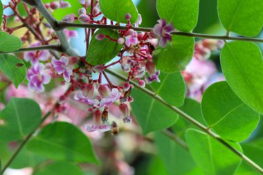 Yıldız meyve ağacı çiçekleri ve yaprakları