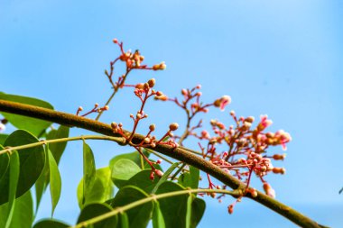 Yıldız meyve ağacı çiçekleri ve yaprakları