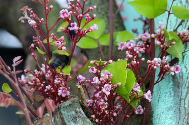 Yıldız meyve ağacı çiçekleri ve yaprakları
