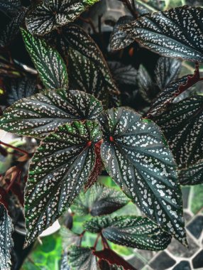 Bir Melek Kanatlı Begonya büyütmek