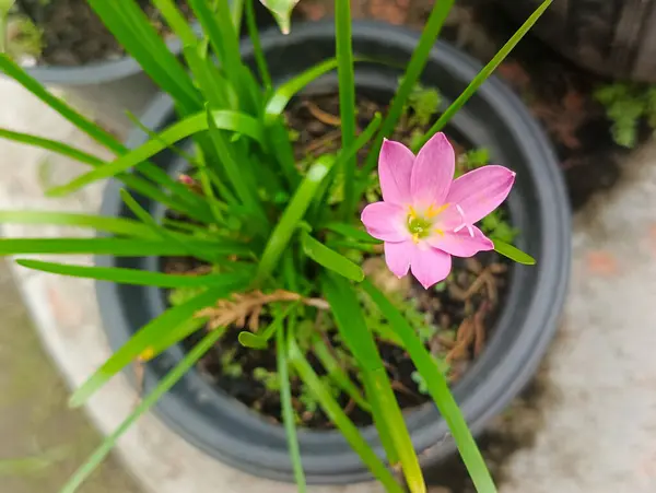 Zambak yağmuru, Zephyranthes Minuta olarak bilinir.