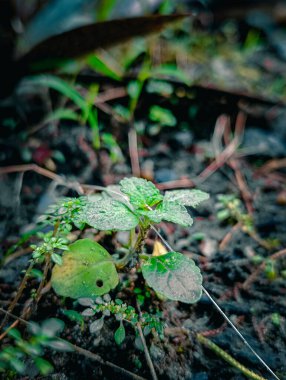 Yabani yeşil çimenler her yerde yetişir
