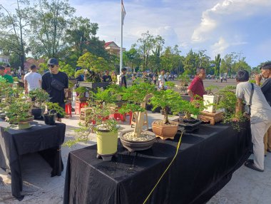 Banjarbaru-Endonezya, 9 Haziran 2024: Belediye meydanı yakınlarında Bonsai fabrikası satıcısı