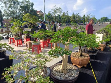 Banjarbaru-Endonezya, 9 Haziran 2024: Belediye meydanı yakınlarında Bonsai fabrikası satıcısı