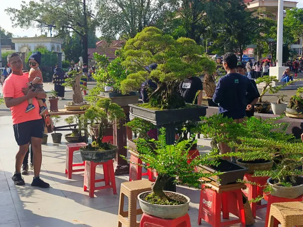 Banjarbaru-Endonezya, 9 Haziran 2024: Belediye meydanı yakınlarında Bonsai fabrikası satıcısı