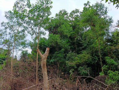 Ahşap ağaçların kontrastlı durumu, soluklaşması kesilmesi ve büyümesi.