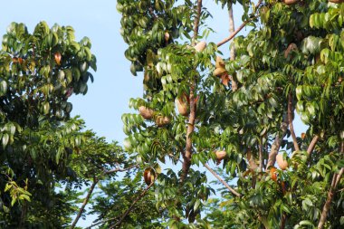 Maun ağacı meyve verdi.