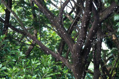 Gölgeli ağaçların dalları ve dalları