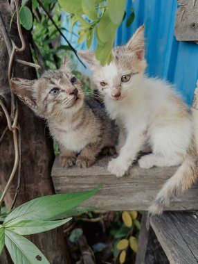 Sağlıksız ve bakımsız ev kedileri.