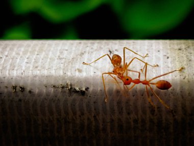 Weaver ants and their friends clipart