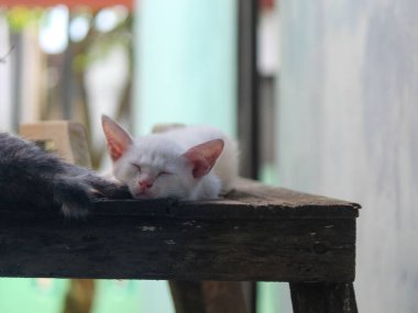 Beyaz kedi yavrusu uyuyor, geçmişi bulanık.