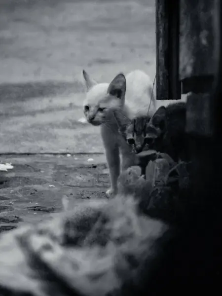 stock image Black and white and noised photos of house cats