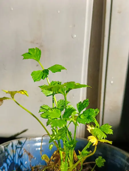 stock image Celery leaves in a simple pot