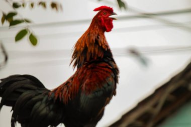 Horoz çite tünedi.