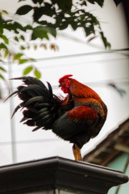 Horoz evin çitlerine tünedi ve başını çevirdi.