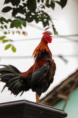 Horoz çite tünedi.