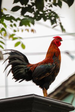 Horoz çite tünedi.