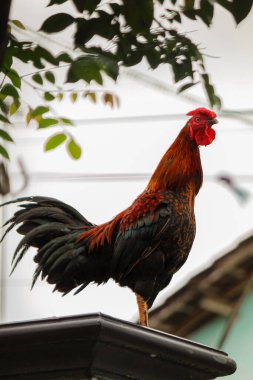 Horoz çite tünedi.