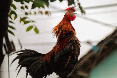 Rooster perched on the fence clipart