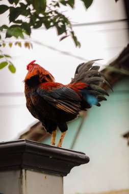 Horoz çite tünedi.