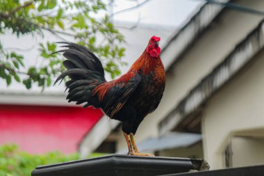 Horoz çite tünedi.