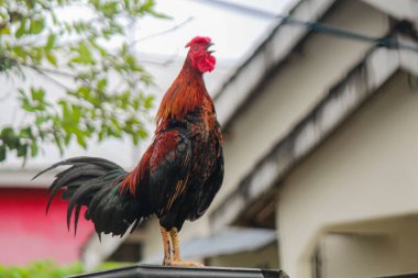 Horoz çite tünedi.