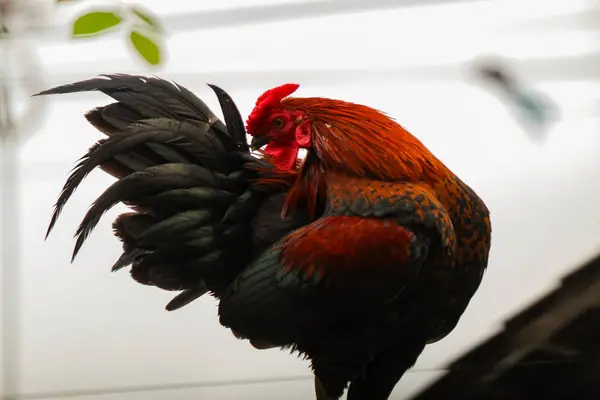 Horoz evin çitlerine tünedi ve başını çevirdi.