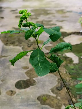 Yabani bitkiler büyür, gelişigüzel büyür.